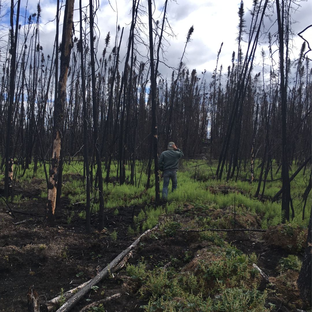 A person walking in a forest in Northern SK