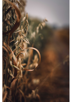 Colourwave Media - Wheat Field Postcard