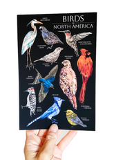 Havyn - Birds of North America Postcard