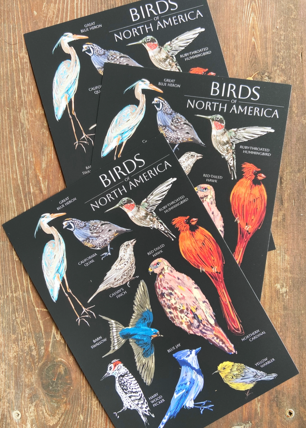 Havyn - Birds of North America Postcard