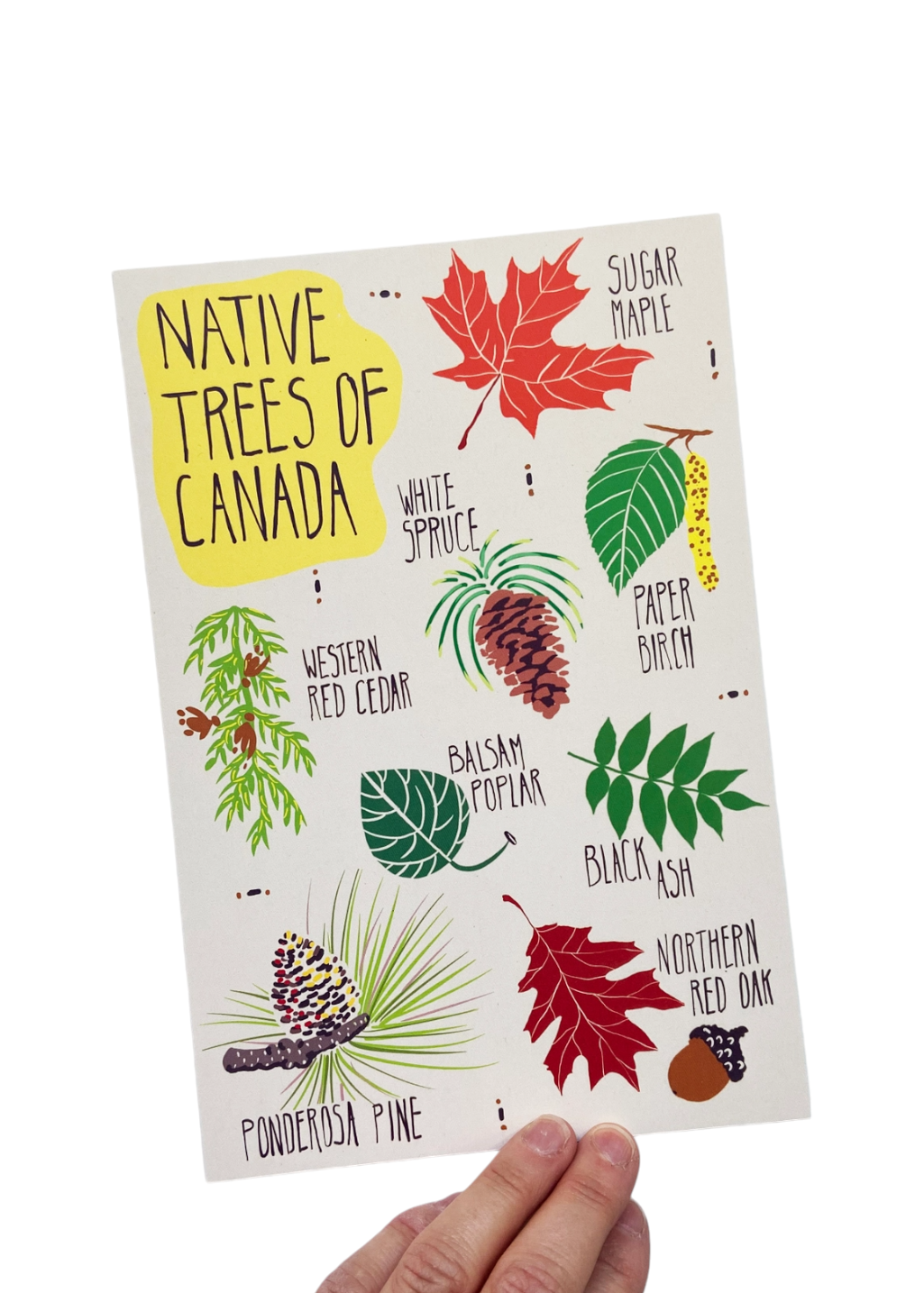 Havyn - Native Trees of Canada Postcard