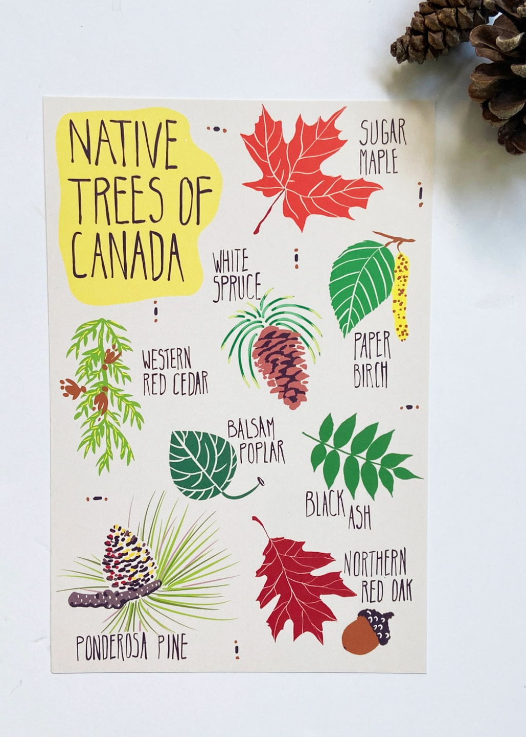 Havyn - Native Trees of Canada Postcard