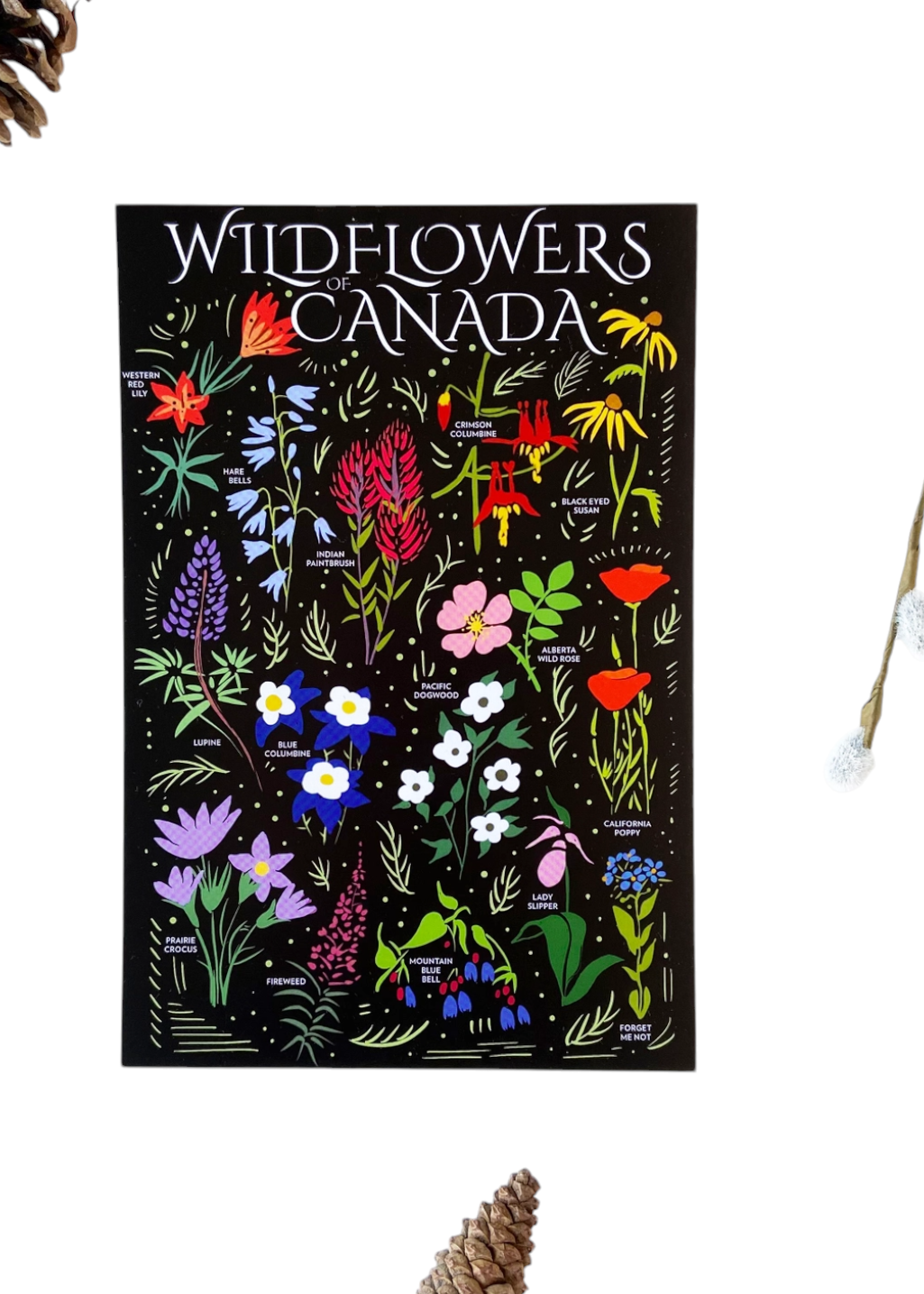 Havyn - Wildflowers Canada Postcard