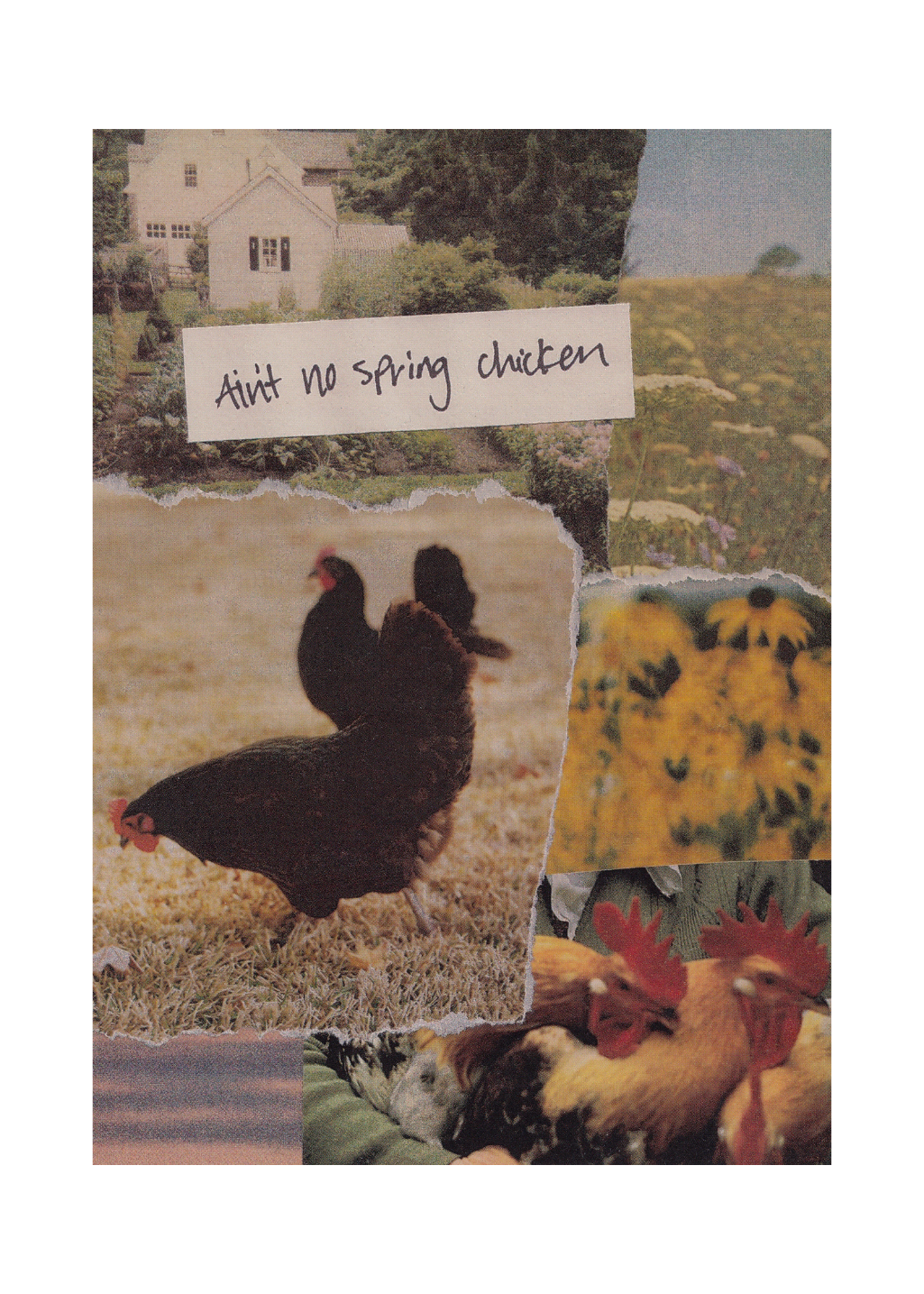 Heartgarbage - Ain't No Spring Chicken Card - Hardpressed Print Studio Inc.